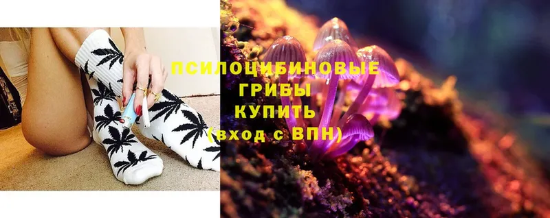 Псилоцибиновые грибы Cubensis  Мурино 